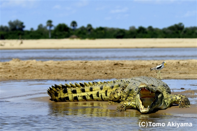 120 ナイルワニ　Nile Crocodile